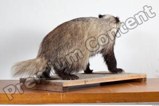 Badger body photo reference 0001